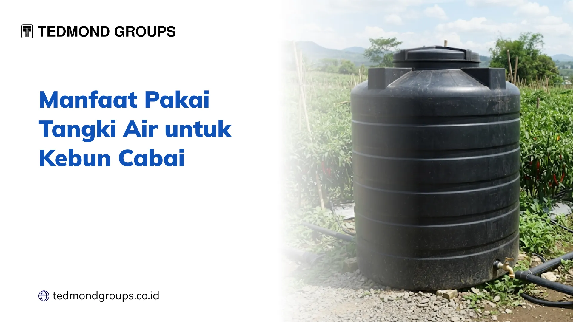 Manfaat Pakai Tangki Air untuk Kebun Cabai