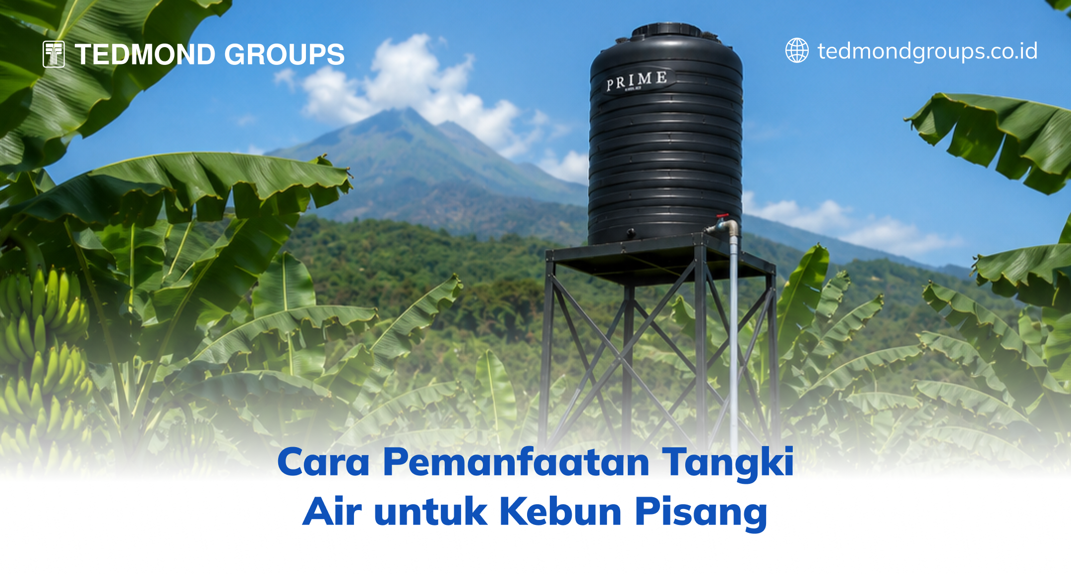 Cara Pemanfaatan Tangki Air untuk Kebun Pisang