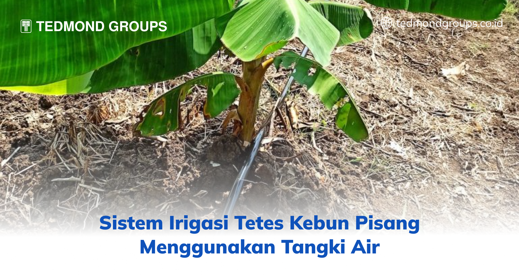 Sistem Irigasi Tetes Kebun Pisang Menggunakan Tangki Air
