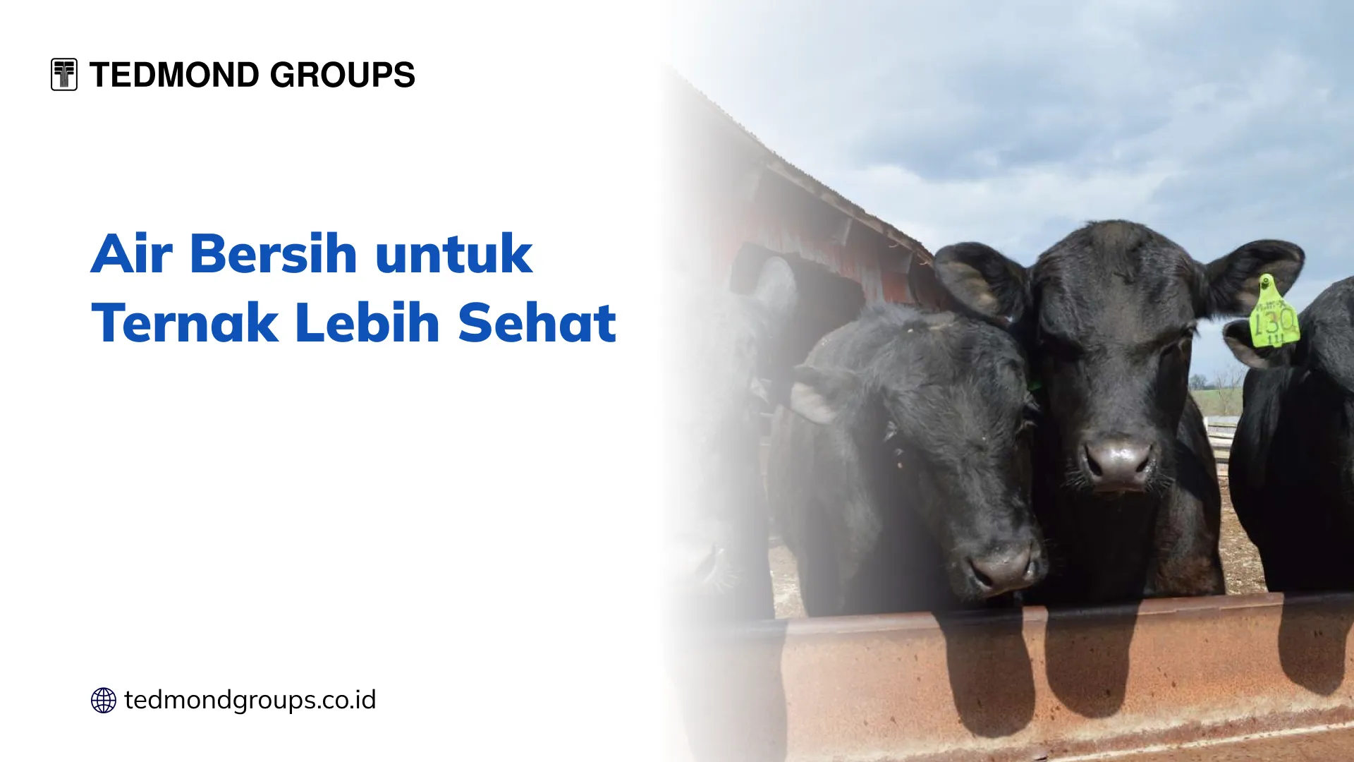 Air Bersih untuk Ternak Lebih Sehat