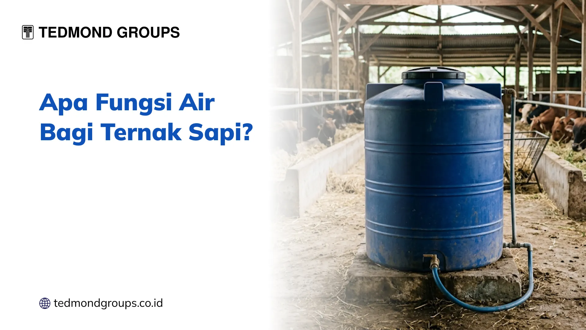 Apa Fungsi Air Bagi Ternak Sapi