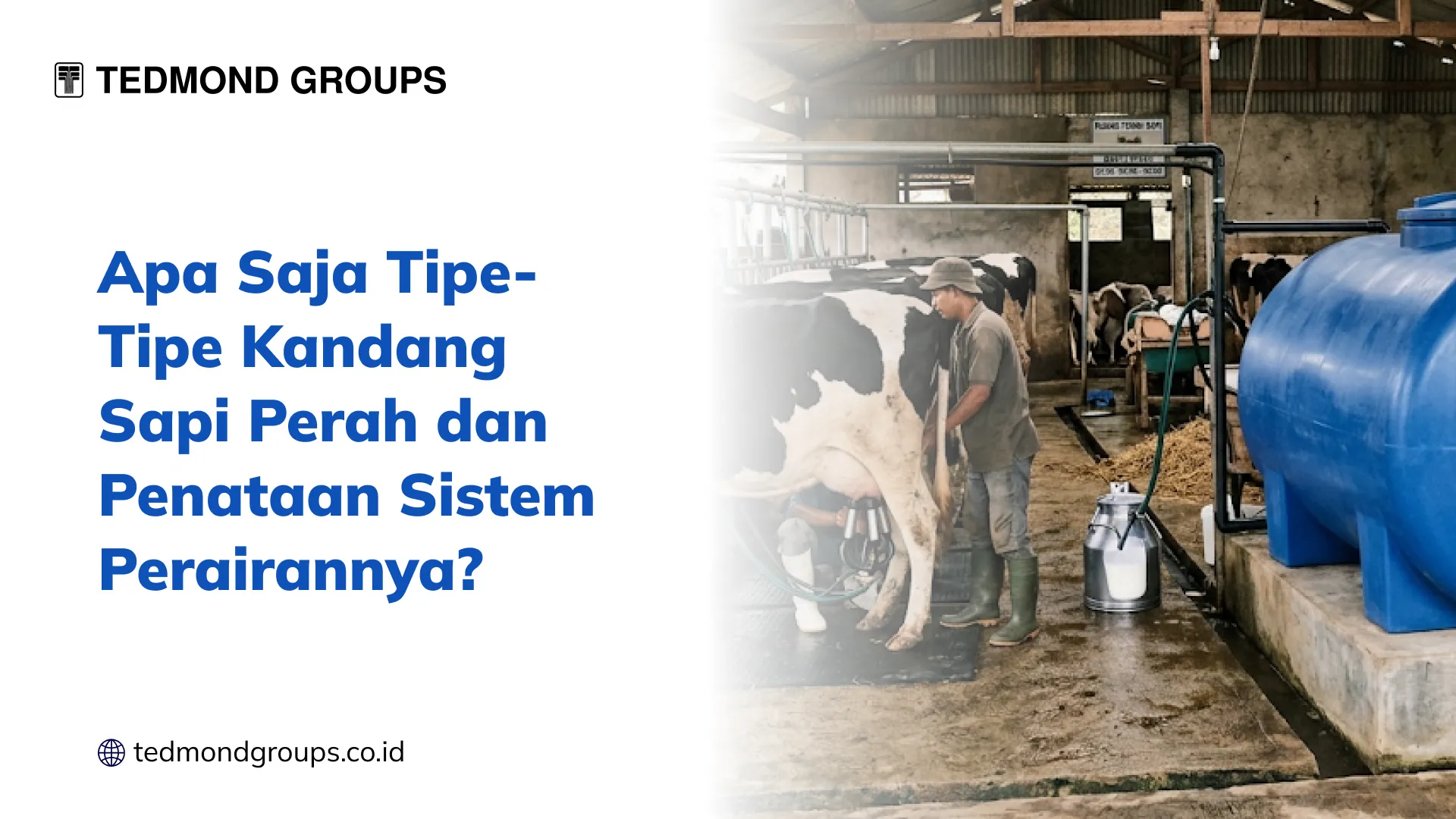 Apa Saja Tipe Tipe Kandang Sapi Perah dan Penataan Sistem Perairannya