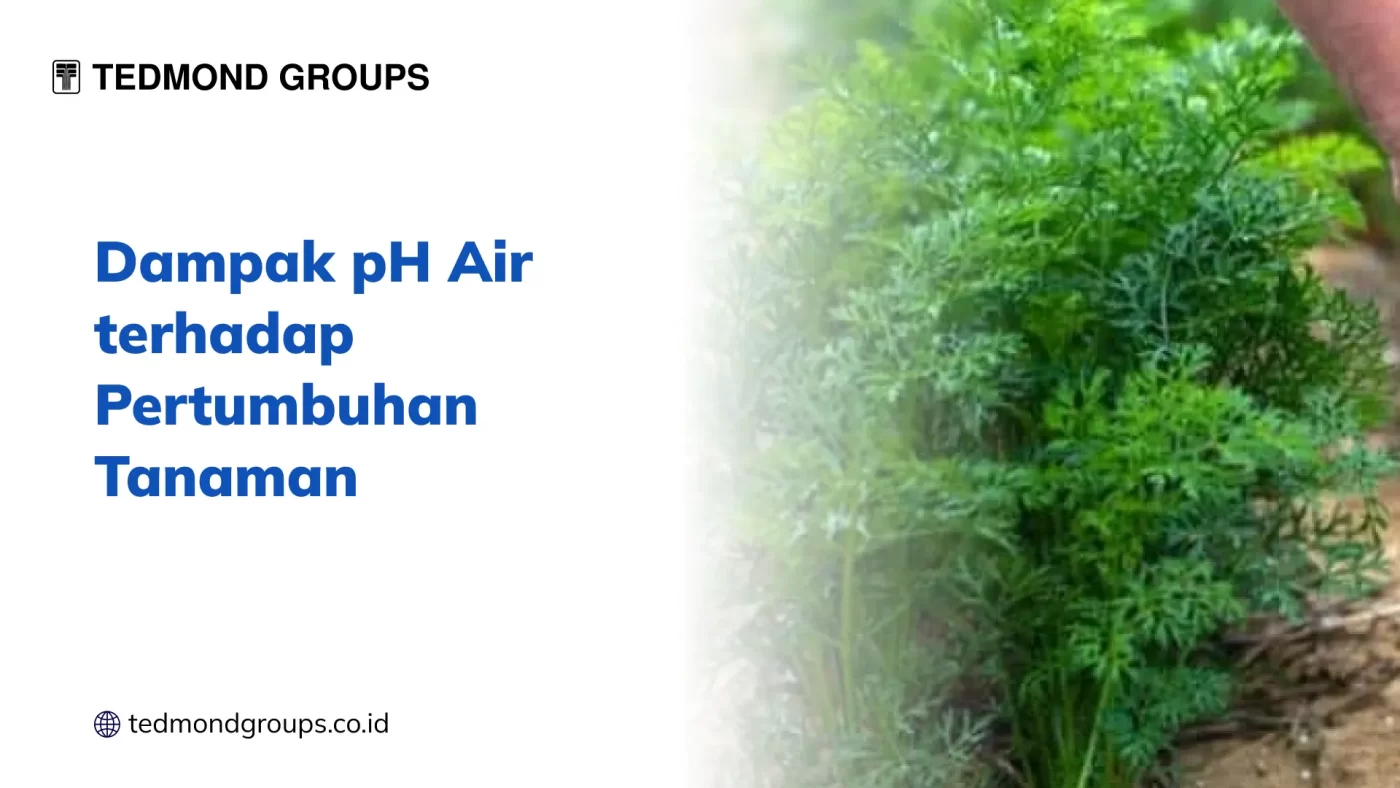 Dampak pH Air terhadap Pertumbuhan Tanaman