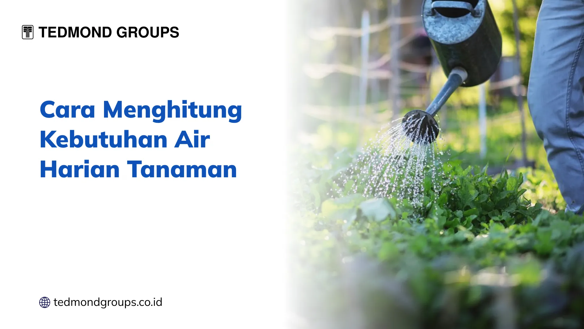 Cara Menghitung Kebutuhan Air Harian Tanaman