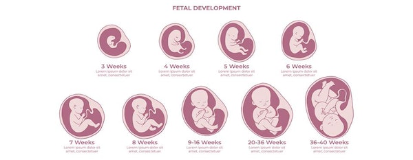 perkembangan-janin-bulan-ke-2-minggu-ke-5-hingga-minggu-ke-8