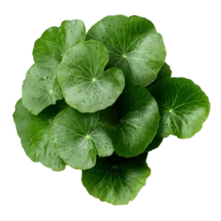 Centella Asiatica