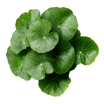 Centella Asiatica