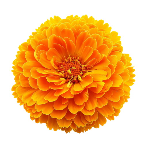 Marigold