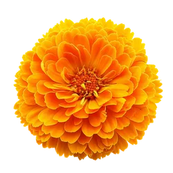 Calendula